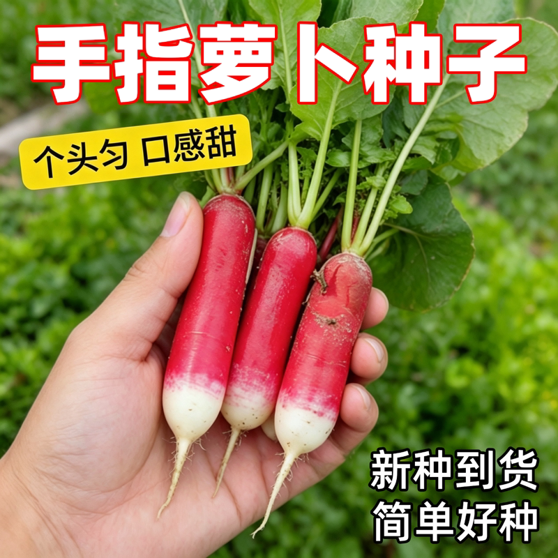 甜脆拇指萝卜种子手指水萝卜种籽水萝卜盆栽大田蔬菜种子