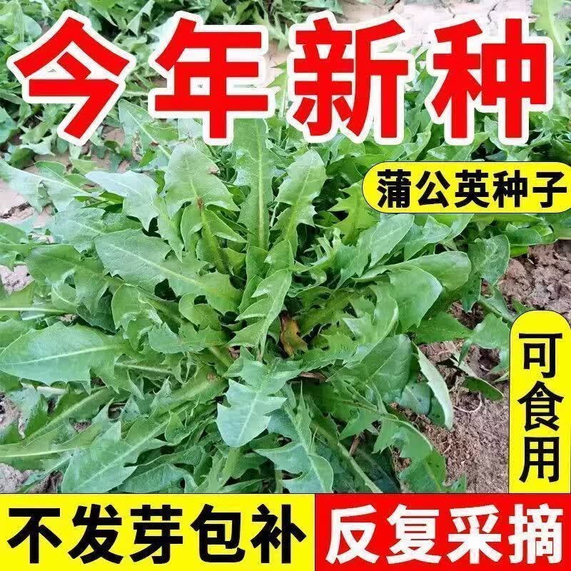 蒲公英种子野菜婆婆种植食用四季播种多年生种籽高产蔬菜种子