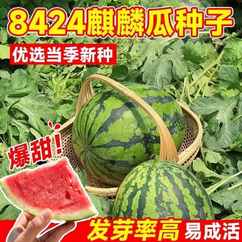 冰糖麒麟西瓜种子麒麟西瓜8424西瓜种籽四季春夏秋季麒麟西瓜种子