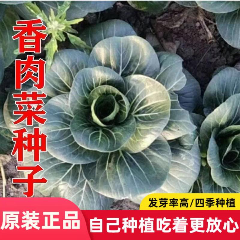 【买爆了】新品种香肉菜种子耐寒耐热小青菜苏州青秋冬季蔬菜种子