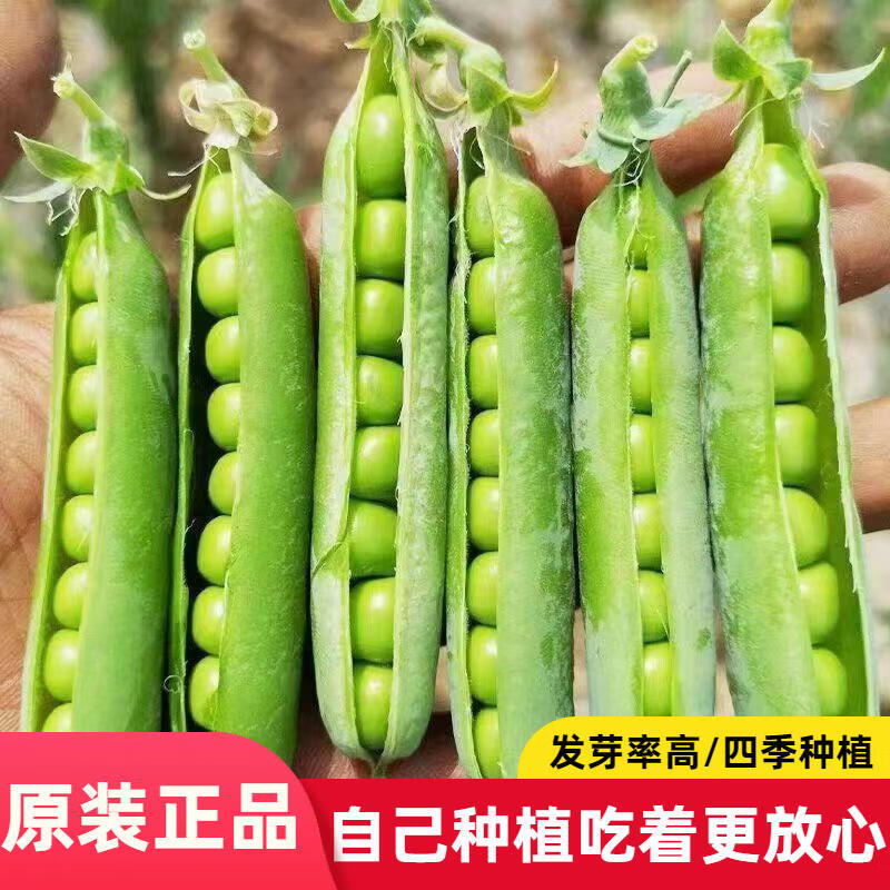 甜脆豌豆种子高产大荚青水果豌豆种子秋冬季耐寒农田播蔬菜籽