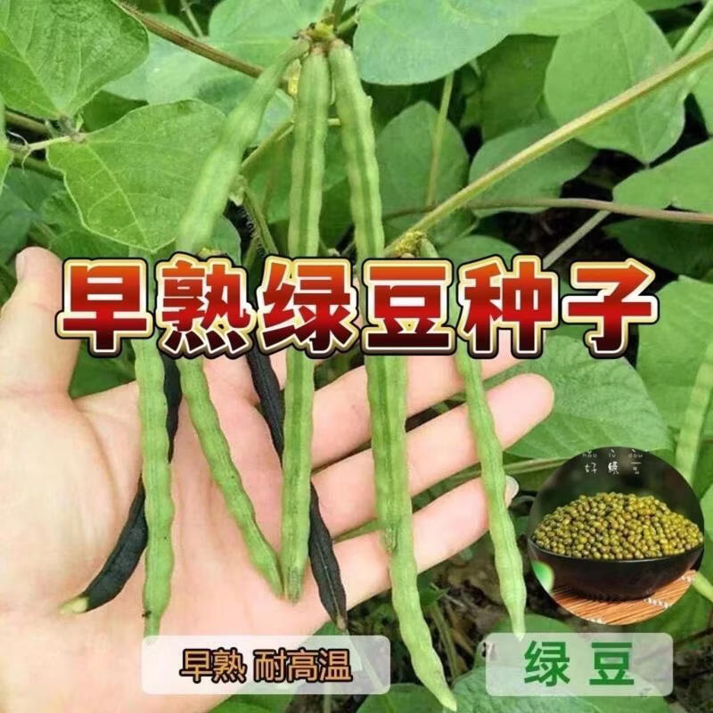 绿豆种子高产早熟45天春夏秋播早熟高产抗病好绿豆籽阳台盆栽易种