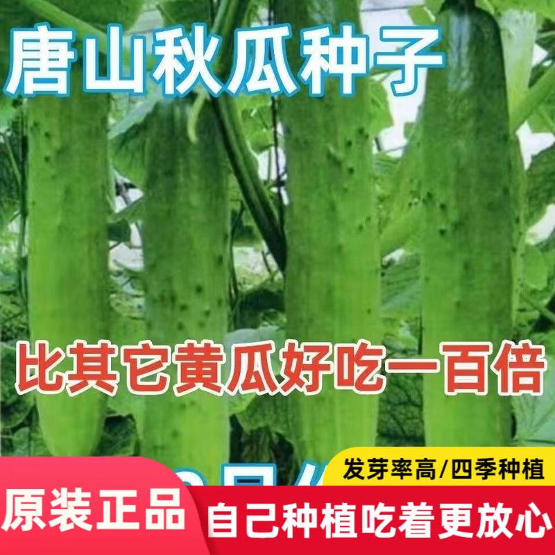 唐山秋瓜种子秋黄瓜高产水果黄瓜阳台盆栽春季秋季易播种蔬菜种子