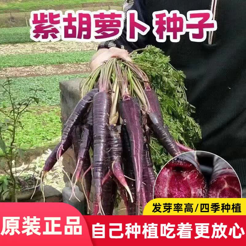 紫胡萝卜种子蔬菜种子紫色胡萝卜种子特色蔬菜种子易发芽