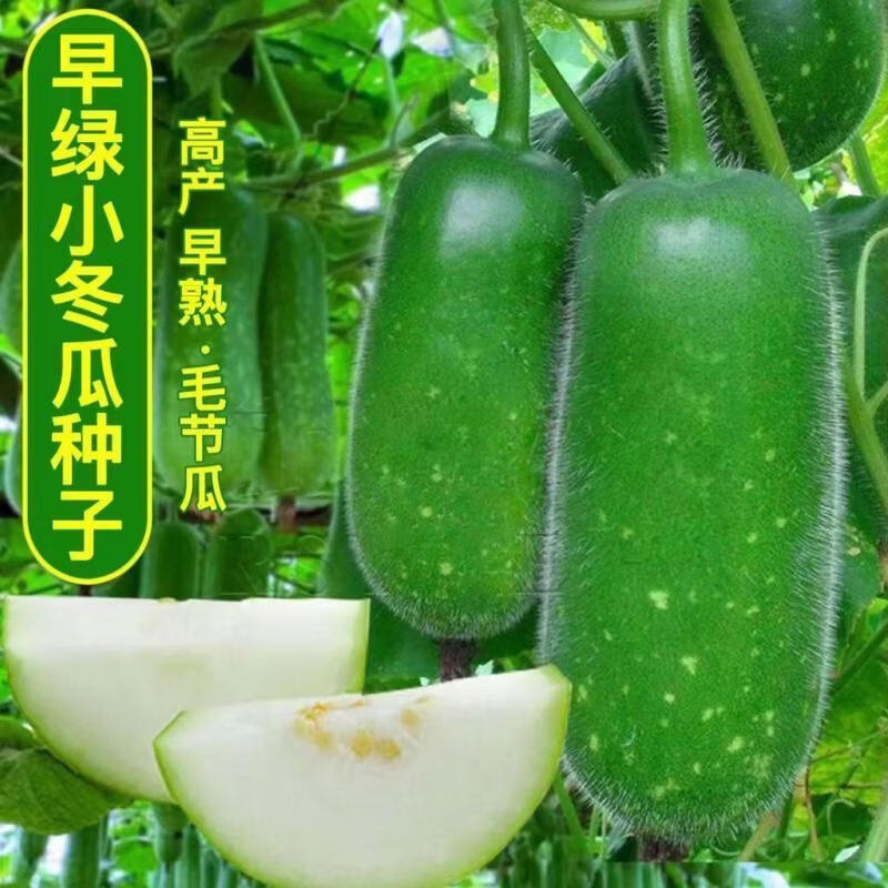 【一节一个瓜】早绿小冬瓜种子毛节瓜青皮节节瓜四季高产蔬菜种子