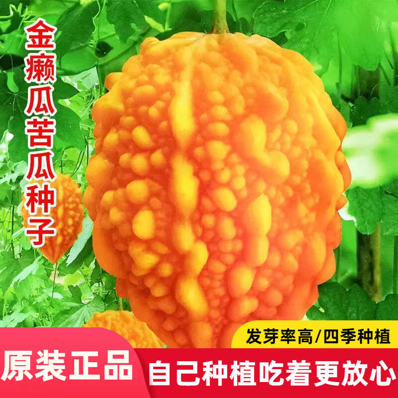 金癞瓜种子赖葡萄濑瓜赖瓜种籽金玲子小苦瓜盆栽农家蔬菜种孑