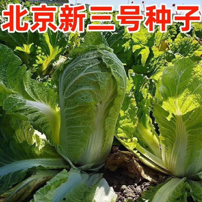 北京新三号大白菜种籽子抗病秋季冬储白菜籽庭院大田蔬菜种子大全