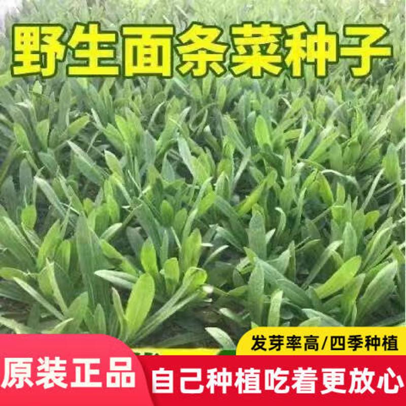 野生面条菜种子播种露地阳台盆栽四季蔬菜种子菜籽