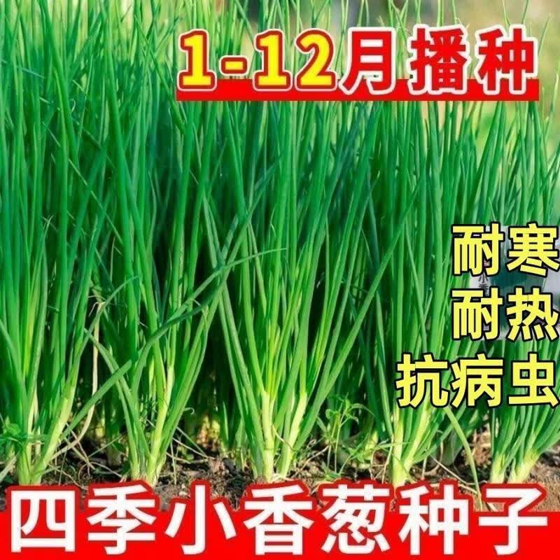四季小香葱种子家庭阳台盆栽菜种速生浓香小葱籽耐寒耐热蔬菜种子