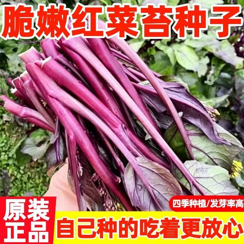 【红菜苔种子】正宗红菜心种籽紫红菜芯蔬菜种子四季种高产菜苔籽