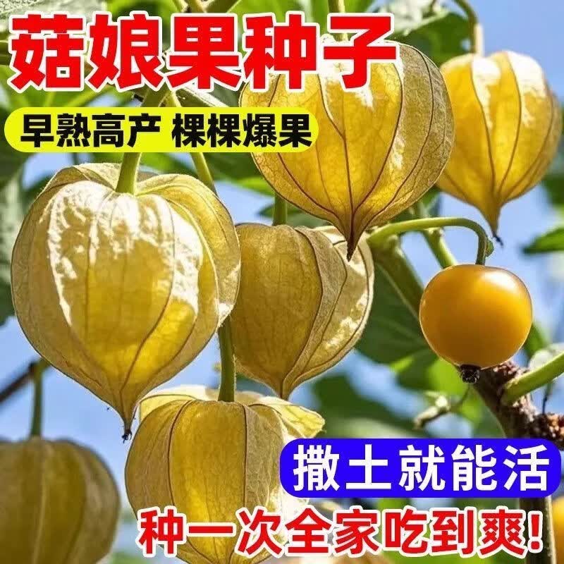 爆款香甜种子可食用黄菇娘种子一年种盆栽阳台庭院水果种子灯笼果