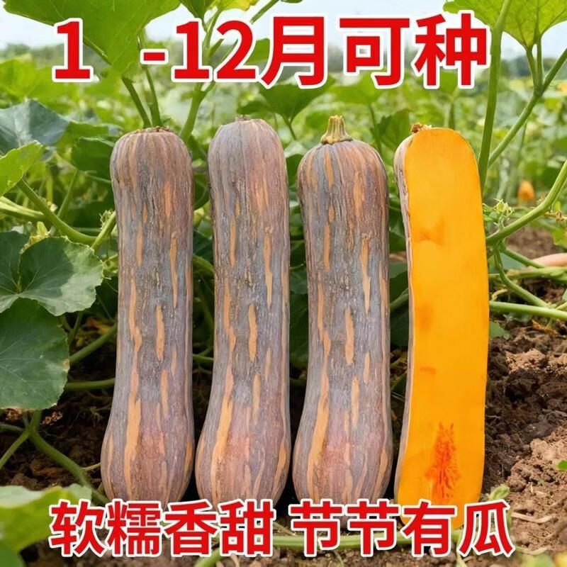 新品健美蜜本南瓜种子超甜粉面长条密本南瓜种籽春季高产蔬菜种子