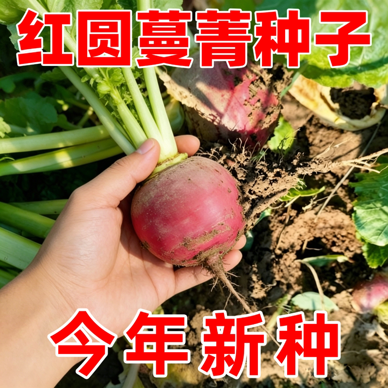 红圆蔓菁种子 早熟丰产个头均匀 根形端正光滑 商品性好卖相佳