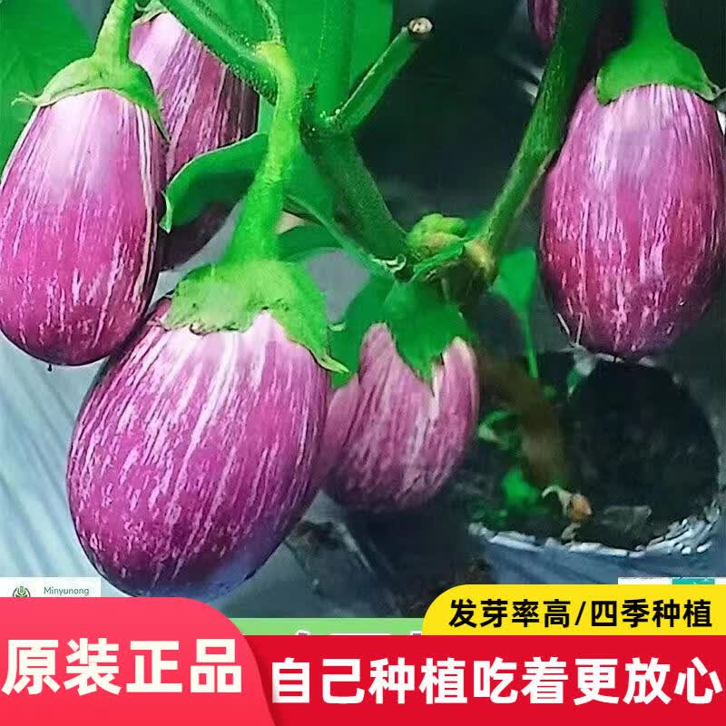竹丝鸡蛋茄种子甜嫩薄皮野生彩色茄子耐高温春播蔬菜种子