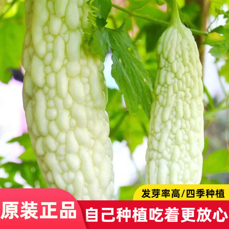 白玉苦瓜种籽长白苦瓜籽阳台凉瓜种子春秋冬季春季蔬菜种孑