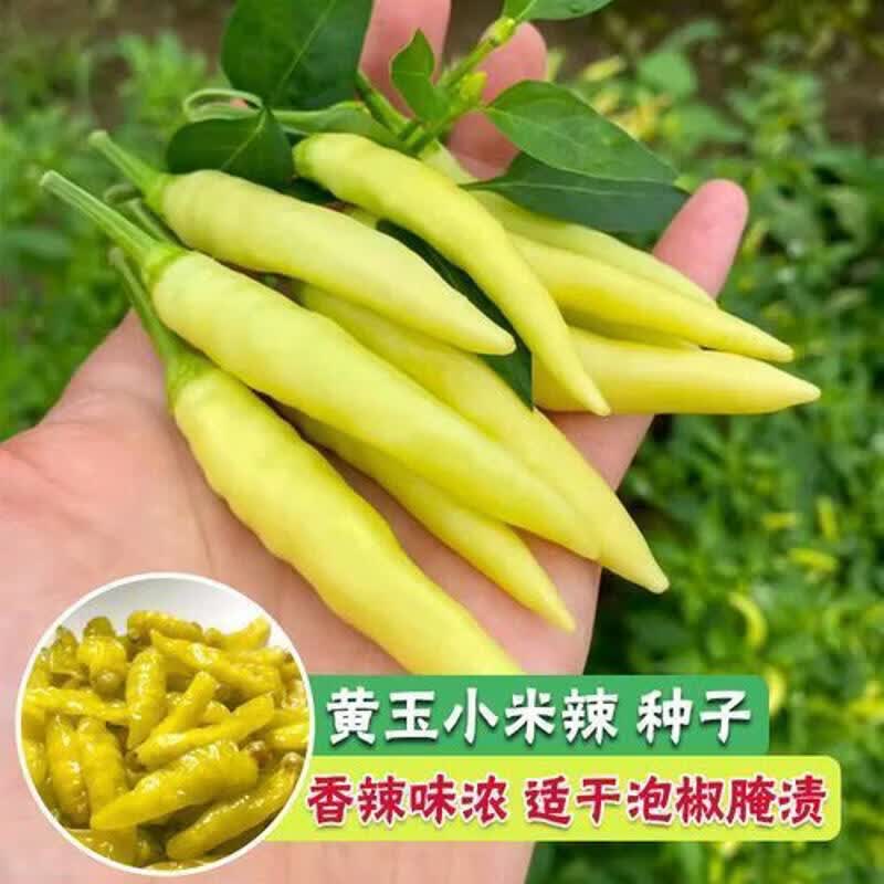 新品种黄玉小米辣椒种子可腌泡椒特辣大白野山椒种子四季蔬菜种子