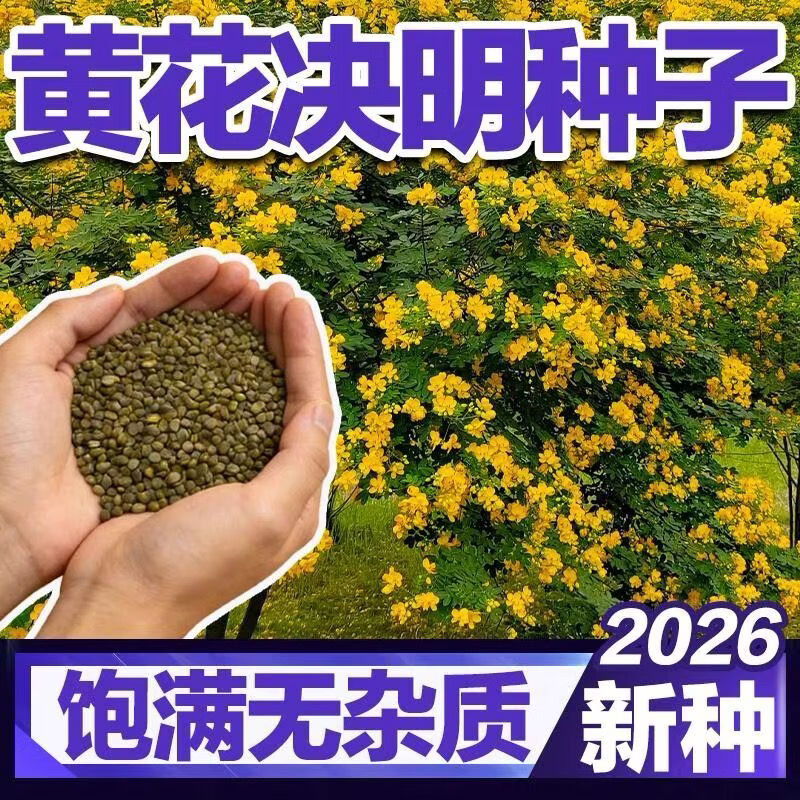 决明子种子野生灌木草本正宗决明子阳台盆栽可食用决明子种子耐寒