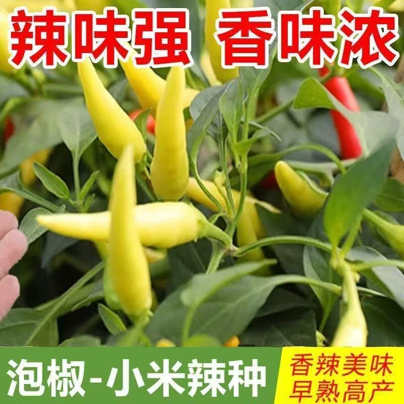 新品种黄玉小米辣椒种子可腌泡椒特辣大白野山椒种子四季蔬菜种子