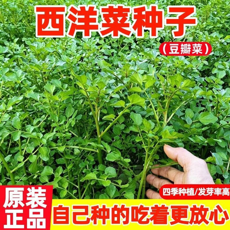 【西洋菜种子】多年生豆瓣菜种子四季盆栽营养好吃蔬菜种子