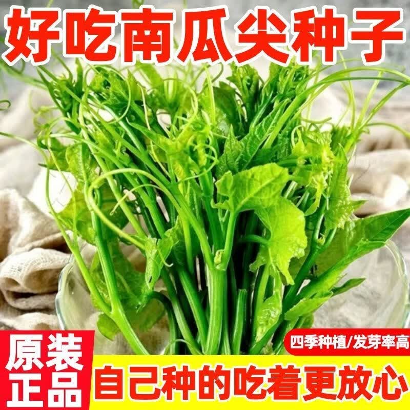 高产南瓜尖种子南瓜苗种籽南瓜藤专吃嫩叶四季高产抗病蔬菜种子