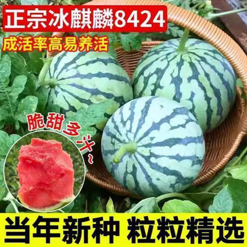 正宗早佳8424麒麟西瓜种子薄皮无籽西瓜种子脆爽西瓜种子水果种子