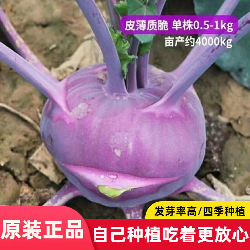 紫苤蓝种子紫水果种籽丕兰青丕蓝蔬菜种子大全菜种子