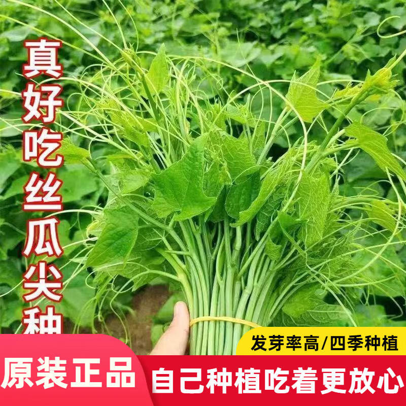 好吃丝瓜尖种子耐热春丝瓜藤尖籽菜子秋冬季农家蔬菜种子