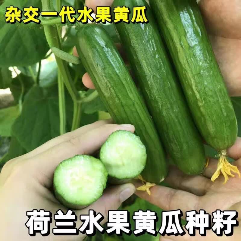 荷兰无刺水果黄瓜种子小黄瓜种籽节节瓜四季地栽阳台盆栽蔬菜种子