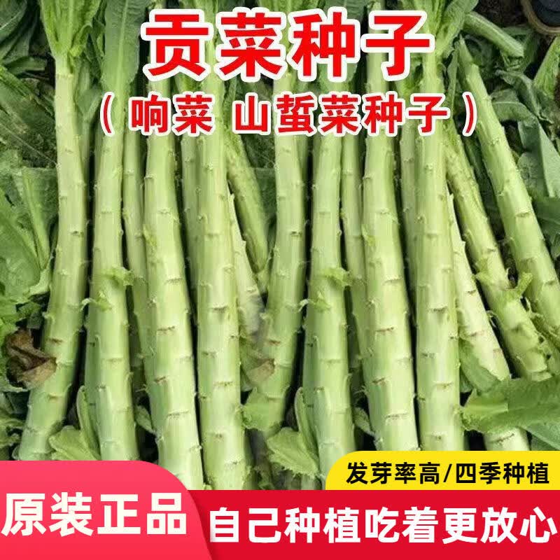 贡菜种子山蜇菜响菜种子高产耐寒抗热蔬菜种子菜籽菜种子