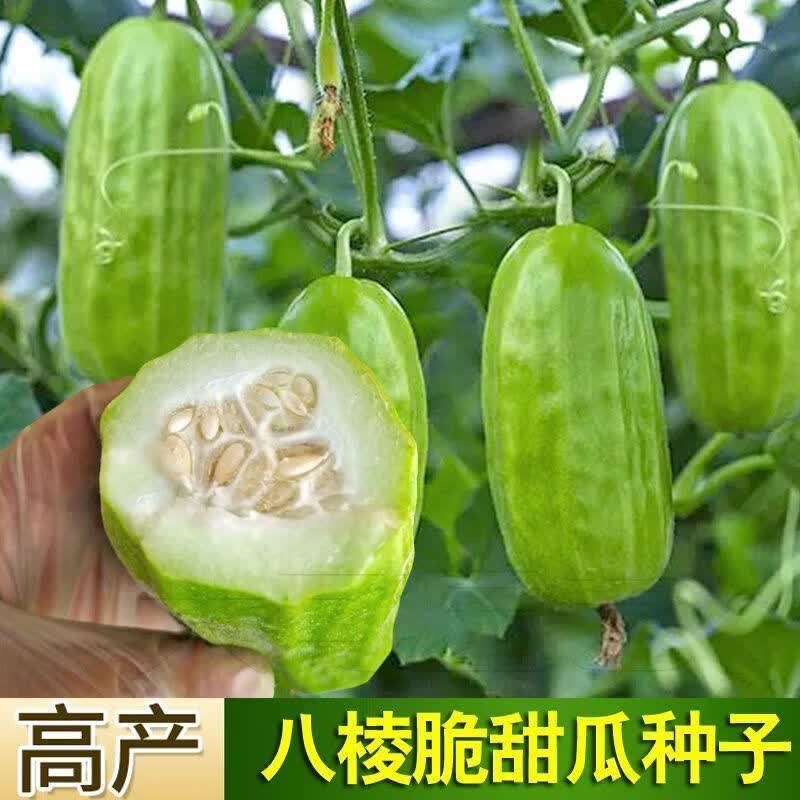 早熟香酥八棱脆瓜种子菜瓜烧瓜生吃无糖黄河脆一窝猴蔬菜水果种子
