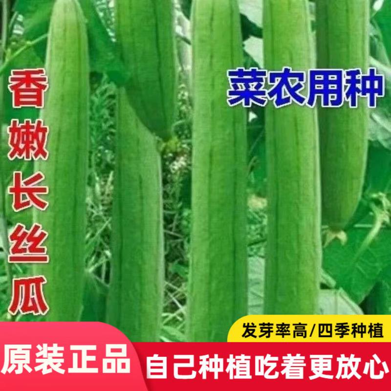 香嫩长香丝瓜种子高产早熟丝瓜种籽秋播一号田园庭院蔬菜种孑