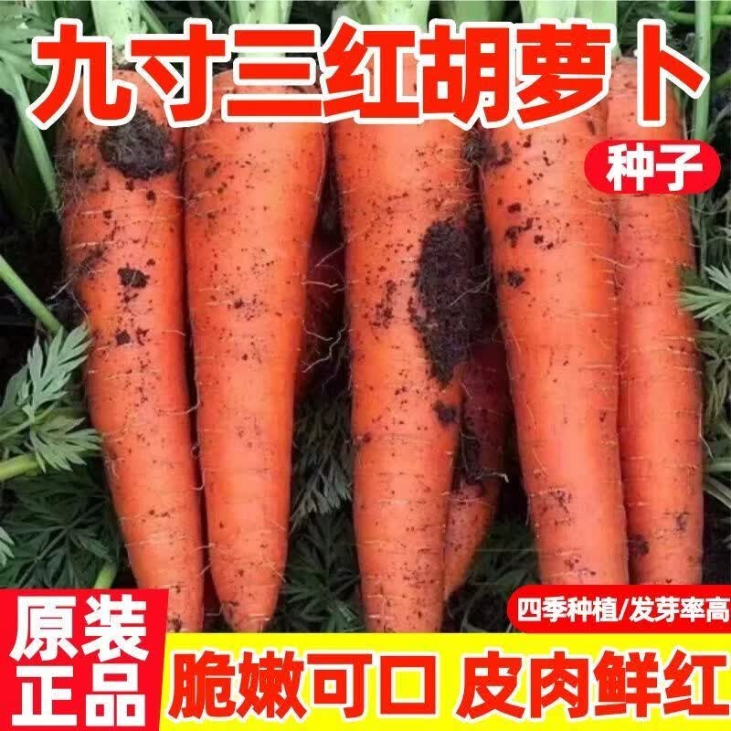耐热耐寒胡萝卜种籽子红萝卜种子四季播九寸高产蔬菜种子大全