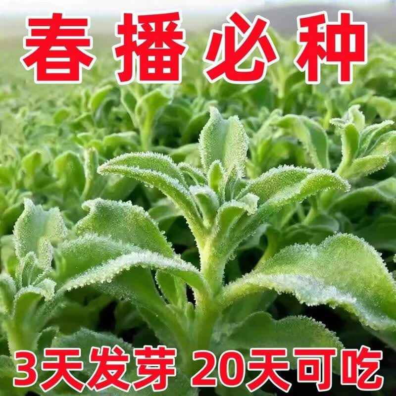 【今年新种】四季水晶冰菜种子冰菜籽种冰草菜籽阳台稀有蔬菜野菜