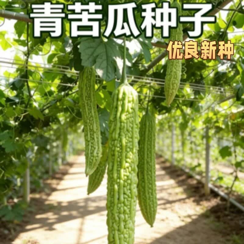 青苦瓜种子本地刺苦瓜种子春夏刺苦瓜种子凉瓜种脆爽蔬菜种子