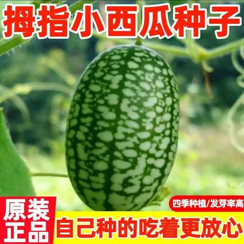 拇指西瓜种子袖珍迷你小西瓜可食用阳台盆栽观赏特色蔬菜水果种子