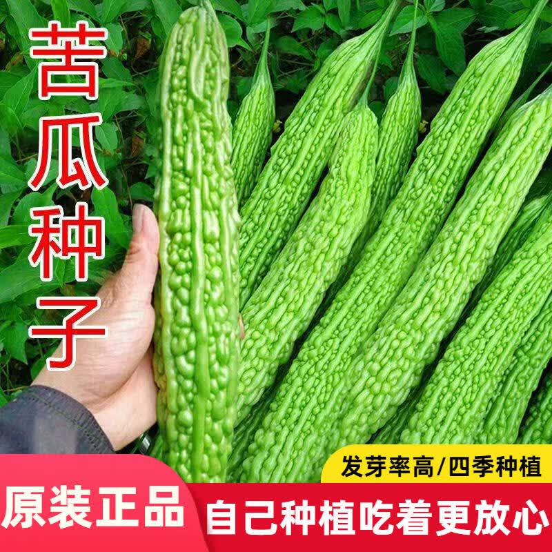 绿如意苦瓜种子抗热抗旱早熟苦瓜肉多苦瓜籽蔬菜新鲜种籽大全