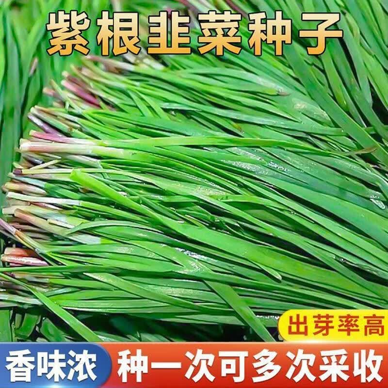宽叶紫根韭菜种子新鲜易种红根韭菜籽秋冬播室内外庭院盆栽蔬菜种
