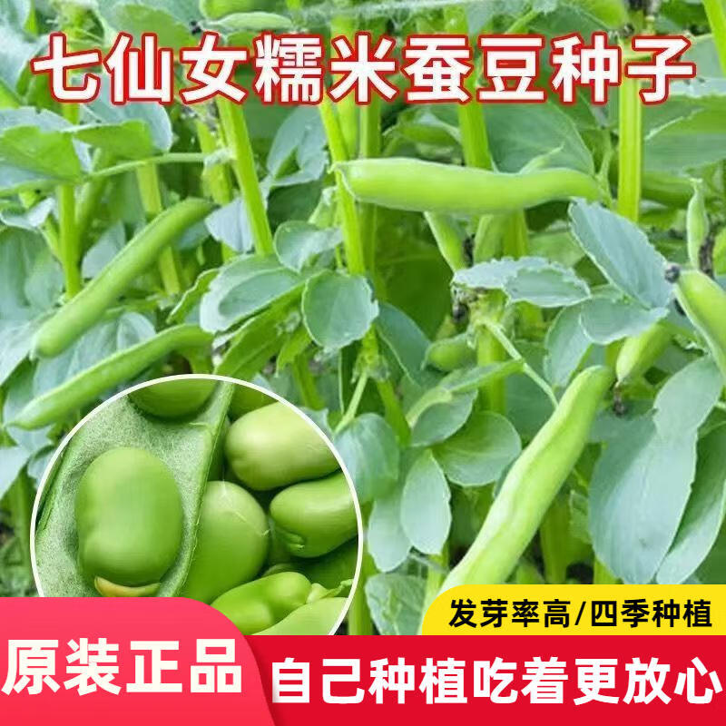 七仙女糯米蚕豆种子正大蚕豆种籽高产罗汉豆胡豆早熟耐寒