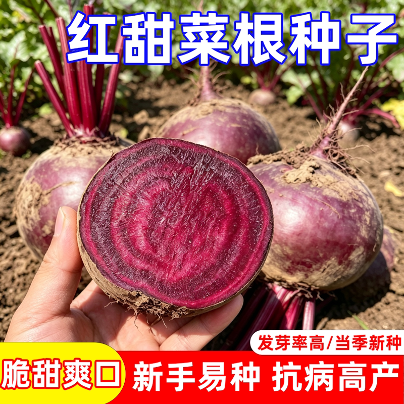 红甜菜根种子紫菜头春秋播种高产甜菜种子含糖高四季蔬菜种籽