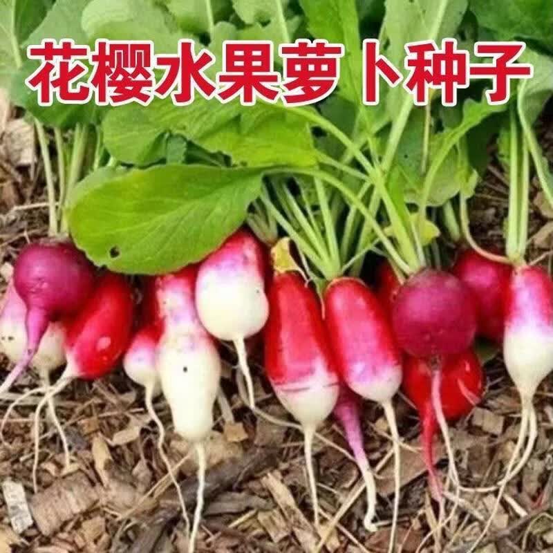 花樱水果萝卜种子花皮甜脆春秋四季播红皮水萝卜种籽水萝卜蔬菜籽