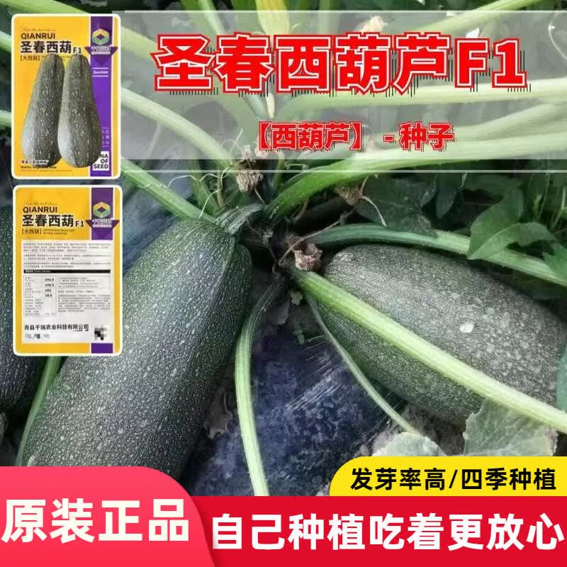 圣春西葫芦F1种子早熟西葫瓜种子春秋庭院农家蔬菜种子大全