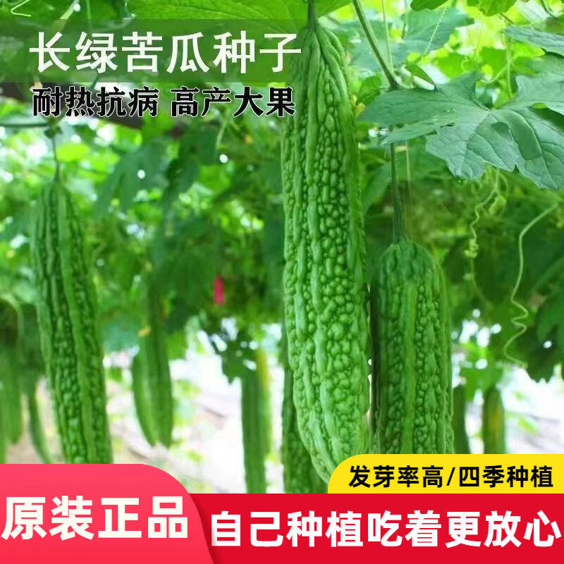 长绿苦瓜种子阳台季庭院阳台盆栽蔬果瓜果蔬菜子常绿苦瓜种籽
