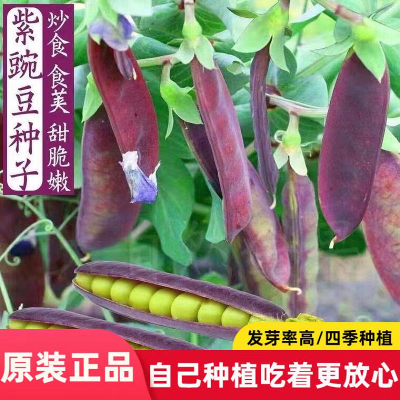 紫玉豌豆种子甜脆豌豆种子紫色荷兰豆种籽紫豌豆蔬菜种子大全