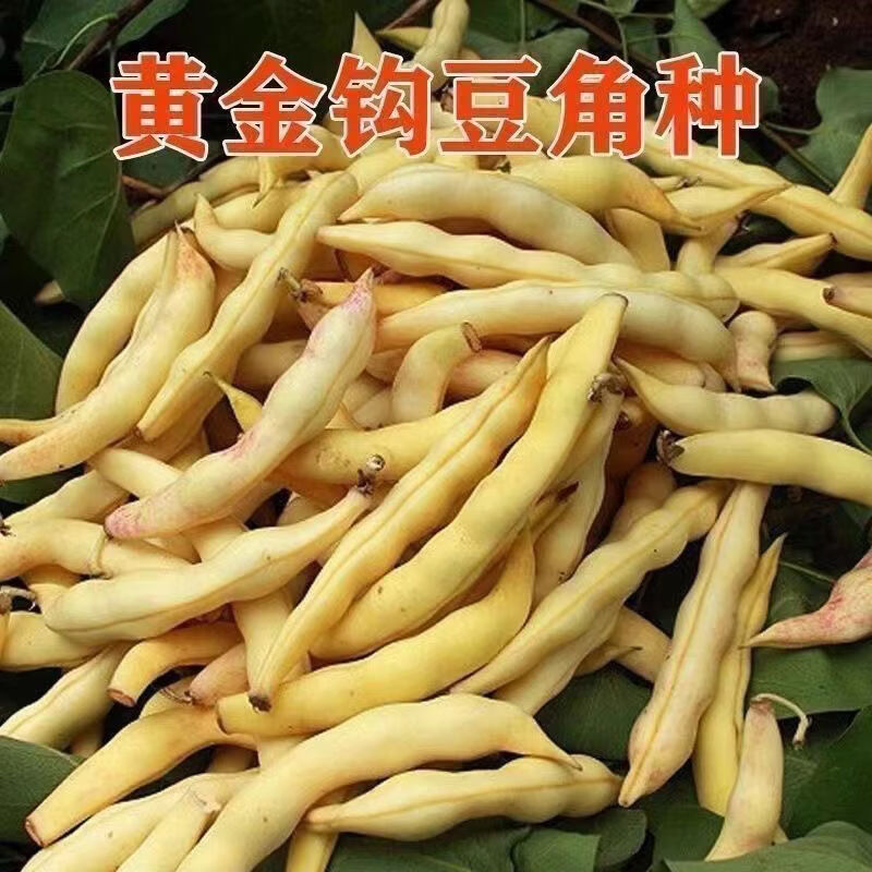黄金钩架豆种子黄金勾东北油豆角籽无筋无柴黄色早熟高产蔬菜种籽
