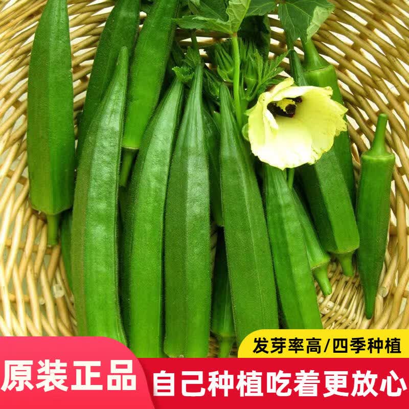 黄秋葵种子红秋葵种子播 特色蔬菜 营养蔬菜易种