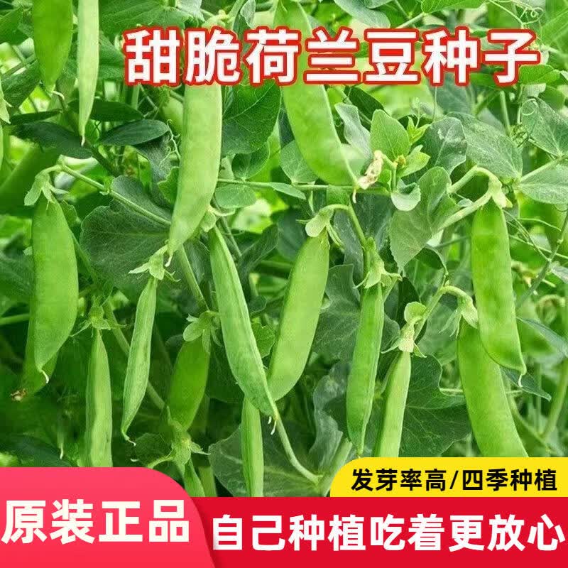 【当年新种】软荚荷兰豆种子播种大荚菜豆豌豆豆角蔬菜种籽