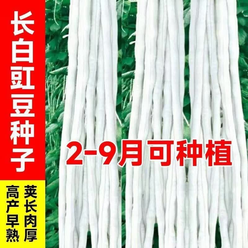 三尺白玉长白豇豆种子肉厚条粗大白条长白豆角种子春秋播蔬菜种子