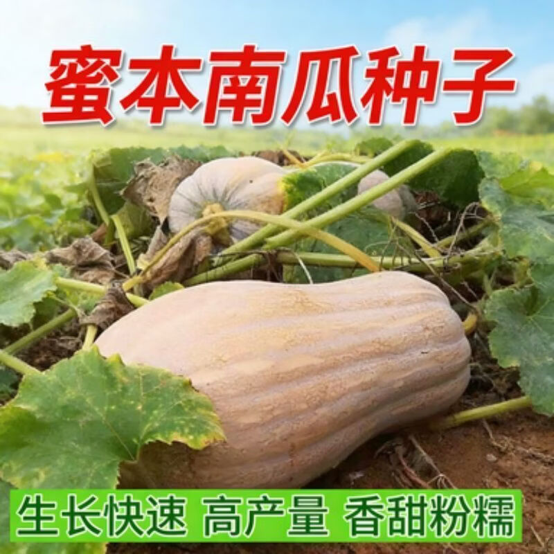 优质蜜本南瓜种子超甜超粉面蜜早南瓜籽早熟高产香糯四季蔬菜种子