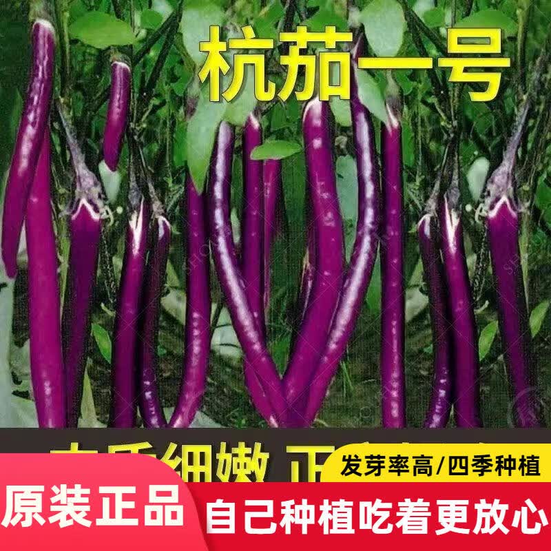 紫帅杭茄种子紫红长茄种子高产圆长线绿圆茄子籽早熟高产春播蔬菜
