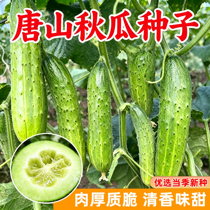 唐山秋瓜种子老品种青瓜唐山秋瓜水果黄瓜籽四季阳台盆栽蔬菜种孑